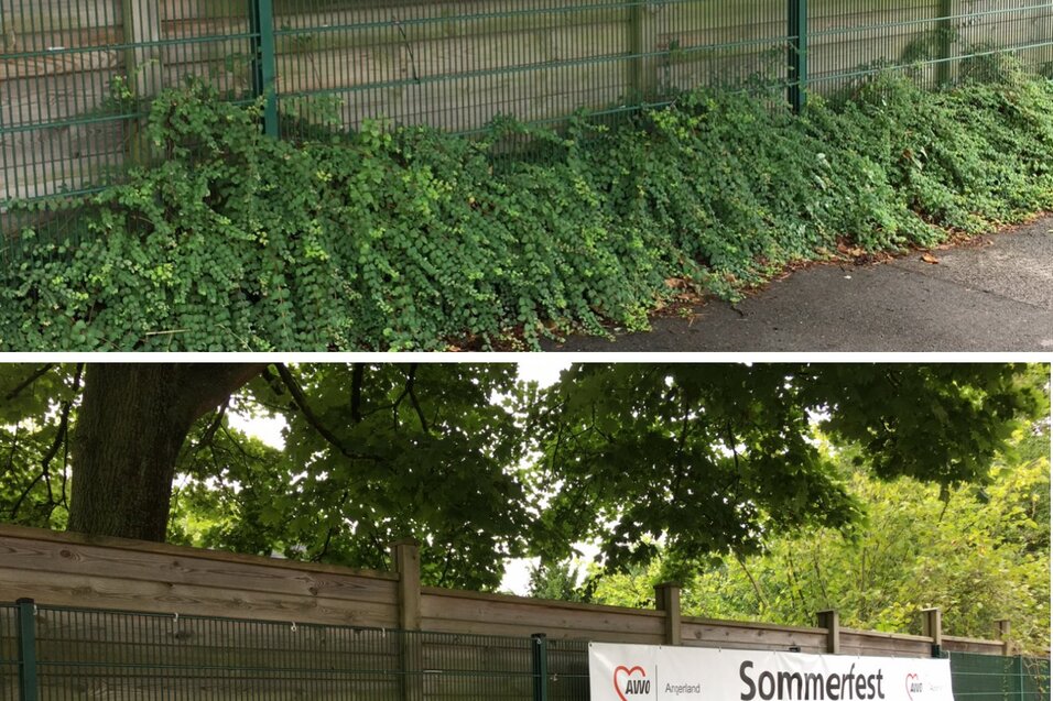 Zwei Werbebanner an einem Zaun im Drupnas-Park: eines f&uuml;r Qi Gong, das andere f&uuml;r ein Sommerfest.