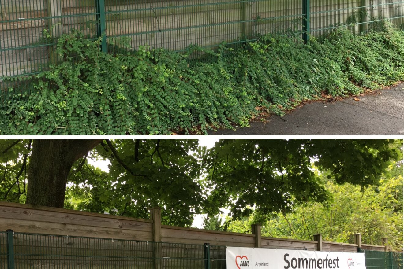 Zwei Werbebanner an einem Zaun im Drupnas-Park: eines f&uuml;r Qi Gong, das andere f&uuml;r ein Sommerfest.